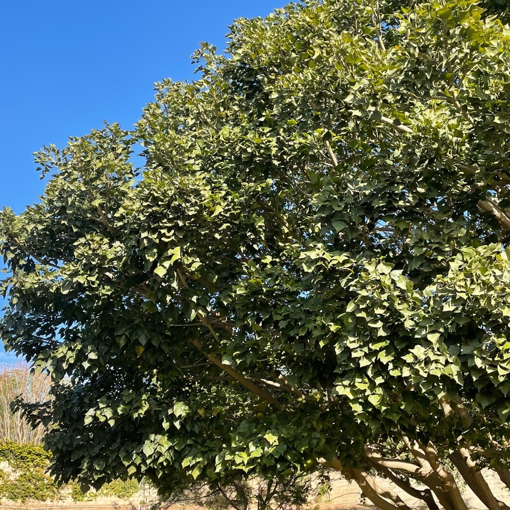 Meet your Posher, Maya